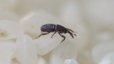 جلوگیری از حشره زدن برنج-سایت خبری ازدیدما