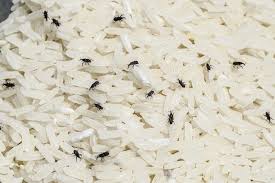 جلوگیری از حشره زدن برنج-سایت خبری ازدیدما