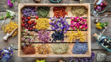 گیاهان دارویی -سایت خبری ازدیدما