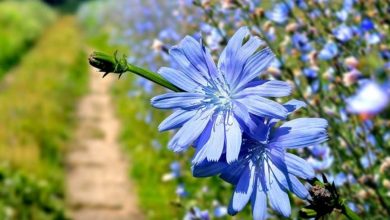 خواص کاسنی -سایت خبری ازدیدما