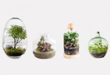 ایده طراحی تراریوم- سایت خبری ازدیدما