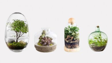 ایده طراحی تراریوم- سایت خبری ازدیدما