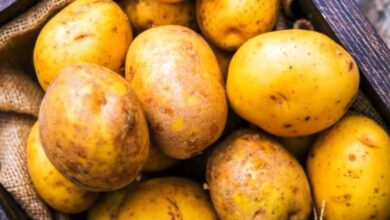 خواص سیب زمینی - سایت خبری ازدیدما